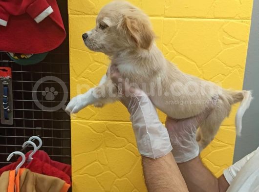 3 Aylık Terrier Bebeğim Oscar görsel