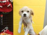 3 Aylık Terrier Bebeğim Oscar