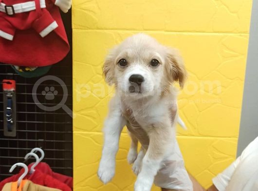 3 Aylık Terrier Bebeğim Oscar görsel