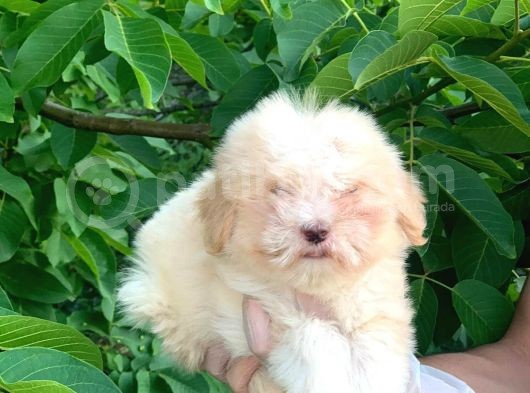 2,5 Aylık Dünya Tatlısı Maltipoo Oğlum görsel