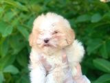 2,5 Aylık Dünya Tatlısı Maltipoo Oğlum