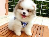 Satılık Pomeranian Boo Teddy Bear Yavrular