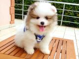 Satılık Pomeranian Boo Teddy Bear Yavrular