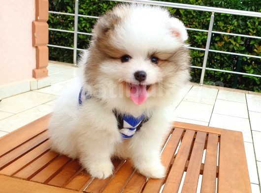 Satılık Pomeranian Boo Teddy Bear Yavrular görsel