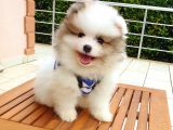 Satılık Pomeranian Boo Teddy Bear Yavrular
