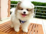 Satılık Pomeranian Boo Teddy Bear Yavrular