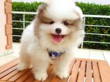 Satılık Pomeranian Boo Teddy Bear Yavrular