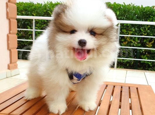 Satılık Pomeranian Boo Teddy Bear Yavrular görsel