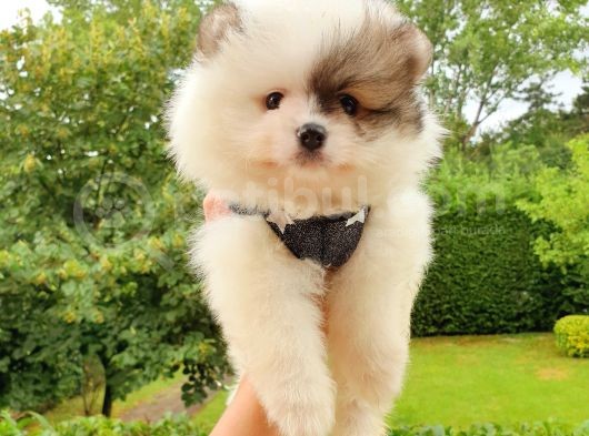 Orijinal Pomeranian Boo Yavrularımız görsel