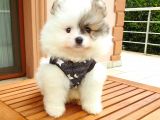 Orijinal Pomeranian Boo Yavrularımız