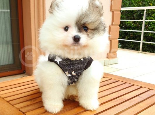 Orijinal Pomeranian Boo Yavrularımız görsel