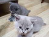 1,5 Aylık Tatlı Kedimiz