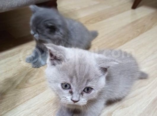 1,5 Aylık Tatlı Kedimiz görsel