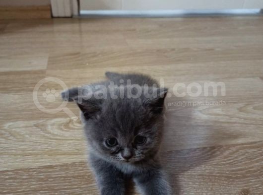 1,5 Aylık Tatlı Kedimiz görsel
