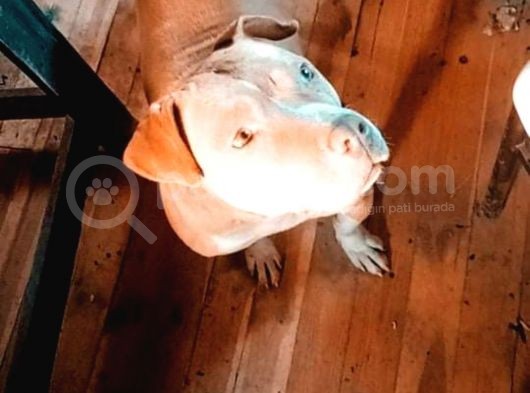 2 Aylık Yavrumuz Sahibini Arıyor görsel