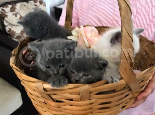 Safkan Ve Sağlıklı British Yavrular görsel
