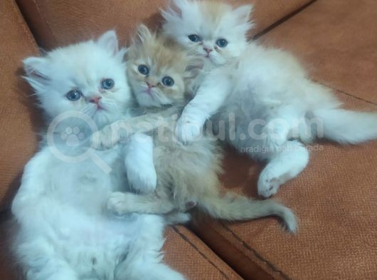 Safkan İran Kedisi (Persian) Bebekler