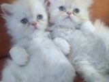 Safkan İran Kedisi (Persian) Bebekler