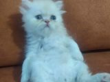 Safkan İran Kedisi (Persian) Bebekler
