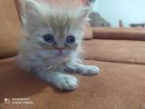 Safkan İran Kedisi (Persian) Bebekler
