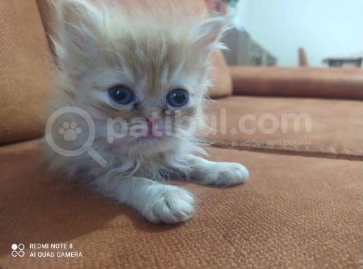 Safkan İran Kedisi (Persian) Bebekler görsel