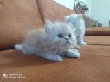 Safkan İran Kedisi (Persian) Bebekler