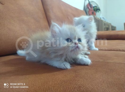 Safkan İran Kedisi (Persian) Bebekler görsel