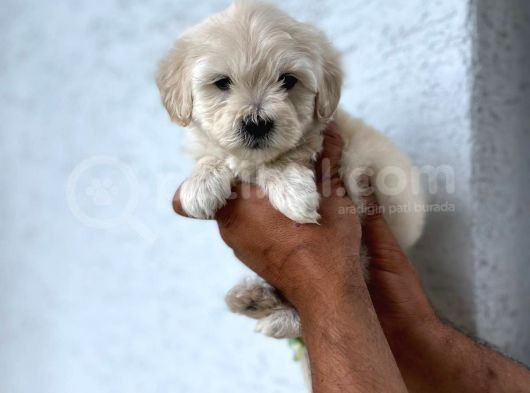 Yavru Maltese Terrier