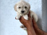 Yavru Maltese Terrier