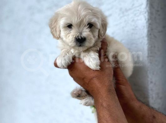 Yavru Maltese Terrier görsel