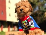 Poodle Yavrularımız Gelmiştir