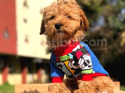 Poodle Yavrularımız Gelmiştir