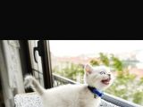 Safkan Blue Point Kedi