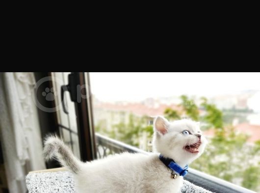 Safkan Blue Point Kedi görsel