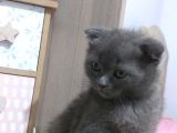 Scottish Fold Safkan Erkek Yavrularım