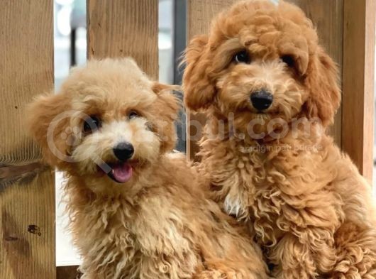 Sevimli Toy Poodle Bebekler görsel