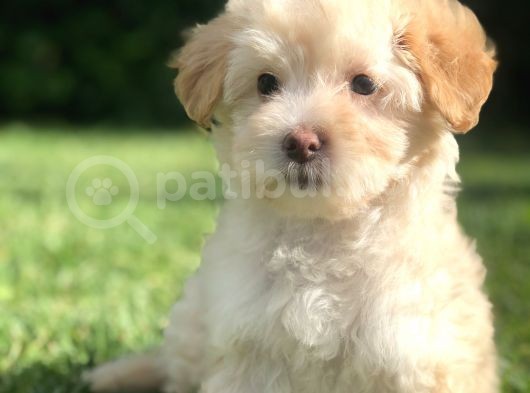 F2 Maltıpoo Yavrumuz görsel
