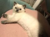 Safkan Blue Point Kedi