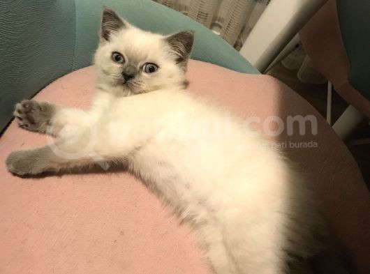 Safkan Blue Point Kedi görsel