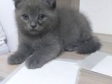 Scottish Fold Safkan Erkek Yavrularım