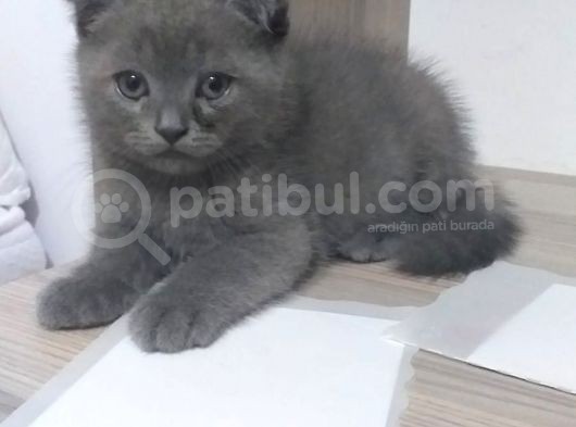 Scottish Fold Safkan Erkek Yavrularım görsel