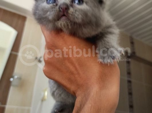 Orijinal Ayı Surat Bebekler görsel