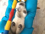 Safkan Blue Point Kedi