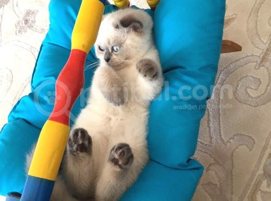 Safkan Blue Point Kedi görsel