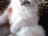 3 Aylık British Shorthair