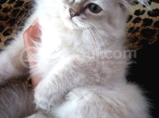 3 Aylık British Shorthair görsel