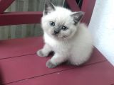 Safkan Blue Point Kedi