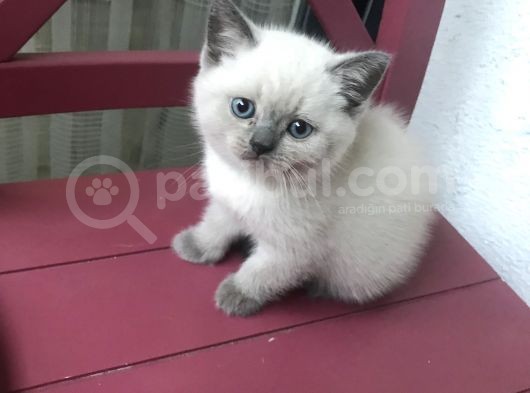 Safkan Blue Point Kedi görsel