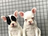 French Bulldog Kızlarımız