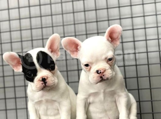 French Bulldog Kızlarımız görsel
